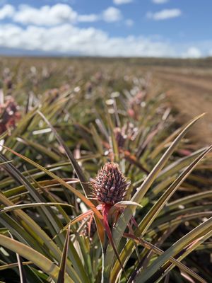 Maui Pineapple Tour by null
