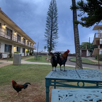 Wright Bros Cafe & Grille - The wake up crew at our lodging space. - Cafes Near Me - Honolulu, Hawaii