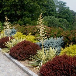 Perennia Landscaping