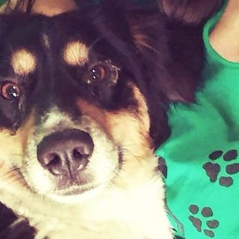 Beck'n Call Pet Services - Pet Sitting Near Me - Albuquerque, New Mexico
