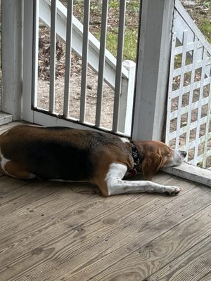 Charleston Animal Society by null