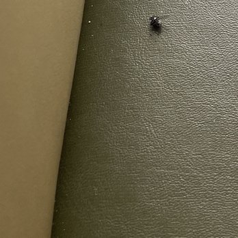 Manhattan Pizza - Dead fly in the booth. - Pizza Near Me - Warrenton, Virginia Manhattan Pizza - Dead fly in the booth. - Pizza Near Me - Warrenton, Virginia