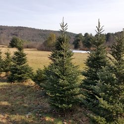 Bakerville Farm Christmas Tree - Trees