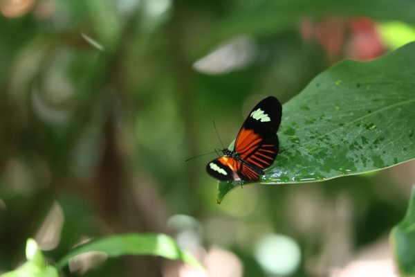 Texas Discovery Gardens at Fair Park by null