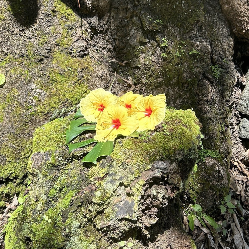 C Big Island - Tours Near Me - Hawaii, Hawaii
