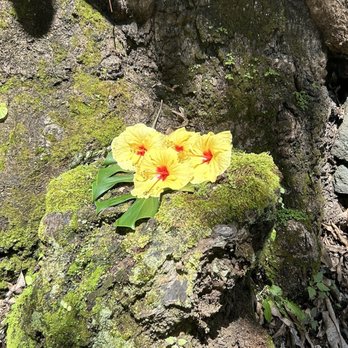 C Big Island - Tours Near Me - Hawaii, Hawaii