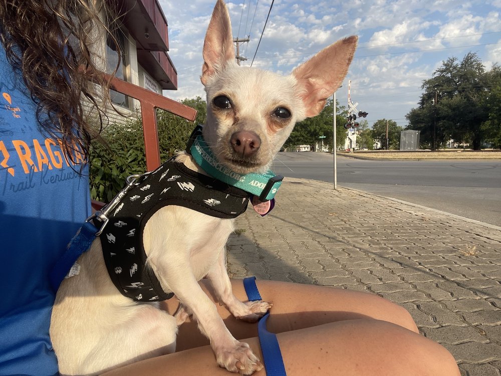 SOUTHSIDE VETERINARY CLINIC 23 Photos & 23 Reviews 3201 Cleburne Rd