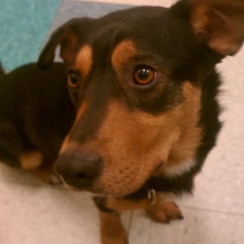 Austin Humane Society - This is Samuel Adams (formerly Union) when we were in the meet and greet room. - Animal Shelters Near Me - Austin, Texas Austin Humane Society - This is Samuel Adams (formerly Union) when we were in the meet and greet room. - Animal Shelters Near Me - Austin, Texas
