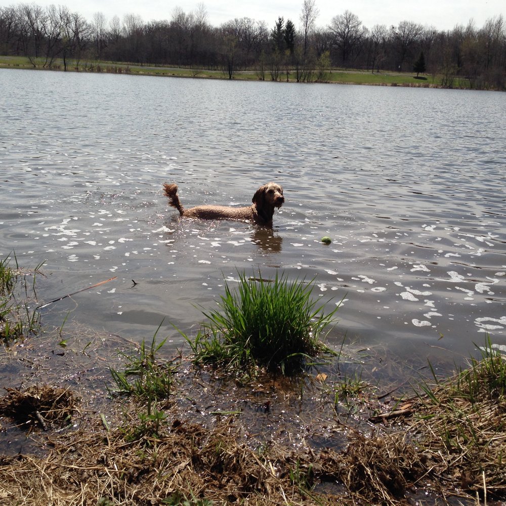 Alimagnet Dog Park - Water dog - Dog Parks Near Me - Burnsville, Minnesota Alimagnet Dog Park - Water dog - Dog Parks Near Me - Burnsville, Minnesota