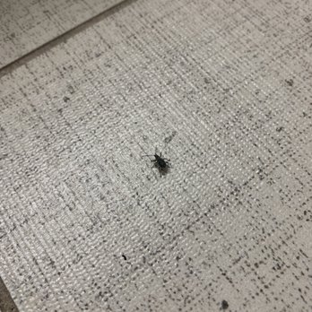 Glenstone Lodge - Bugs in bathroom - Hotels Near Me - Gatlinburg, Tennessee