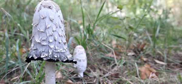 Horsetail Falls by null