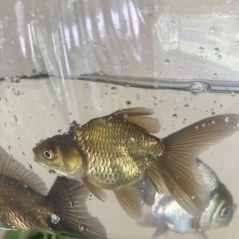 The Pet Shop - Another handsome baby purchased today - Local Fish Stores Near Me - San Bernardino, California The Pet Shop - Another handsome baby purchased today - Local Fish Stores Near Me - San Bernardino, California