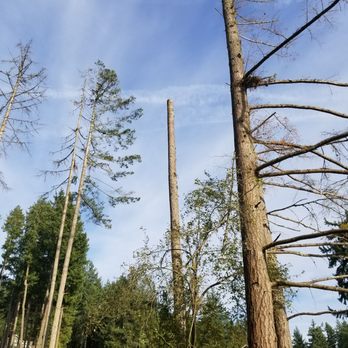 BDH Timber Cutting - Tree Services Near Me
