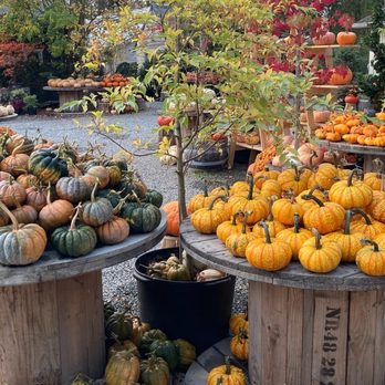 Gordon Skagit Farms - Fruits & Veggies Near Me - Mount Vernon, Washington Gordon Skagit Farms - Fruits & Veggies Near Me - Mount Vernon, Washington
