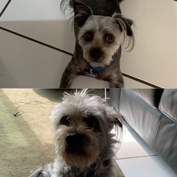All Dogs Grooming Honolulu - Before and after. What a difference! - Pet Groomers Near Me - Honolulu, Hawaii