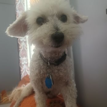 Barky Dogz Bath House - Happy and home. - Pet Stores Near Me - Fortuna, California Barky Dogz Bath House - Happy and home. - Pet Stores Near Me - Fortuna, California