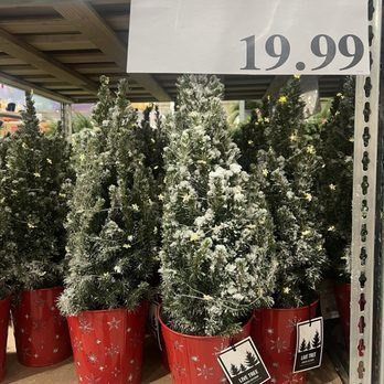Costco - Flocked live trees for $19.99 each - Wholesale Stores Near Me - Harrisburg, Pennsylvania