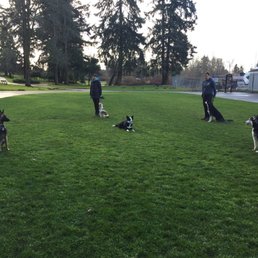 Gina challenges the dogs at every class. Kuma is in a down in the center of the circle while the other dogs heel/sit/train around him.