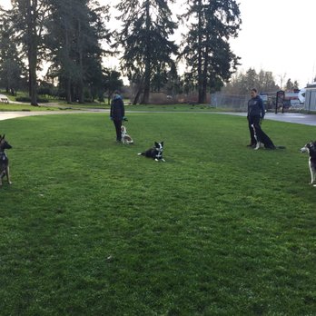 PacwestK9 - Gina challenges the dogs at every class. Kuma is in a down in the center of the circle while the other dogs heel/sit/train around him. - Pet Training Near Me - Tacoma, Washington