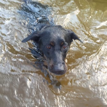 Burlingame State Park Campground - Dog friendly swimming! - Campgrounds Near Me - Charlestown, Rhode Island Burlingame State Park Campground - Dog friendly swimming! - Campgrounds Near Me - Charlestown, Rhode Island