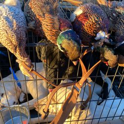 Urge 2 Hunt - Limit and a Partridge
