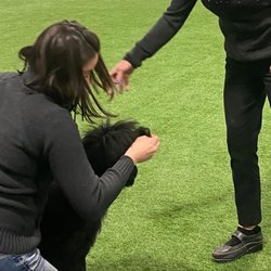 Under the Sun Training & Daycare - Twister at her first conformation fun match