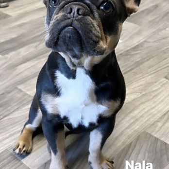 Ruby’s Pawrlor - Nala all nice and clean - Pet Groomers Near Me - Anaheim, California