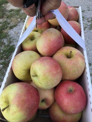 Rendleman Orchards by null
