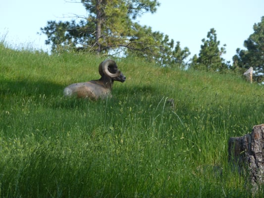 Bear Country USA by null