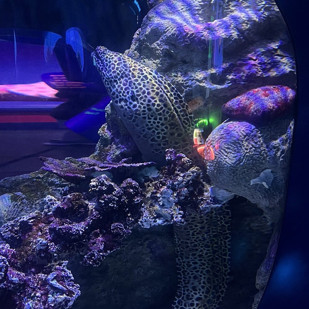 Seattle Aquarium - Aquariums Near Me - Seattle, Washington Seattle Aquarium - Aquariums Near Me - Seattle, Washington