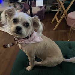 Platinum Grooming and Boarding - Carmela after grooming