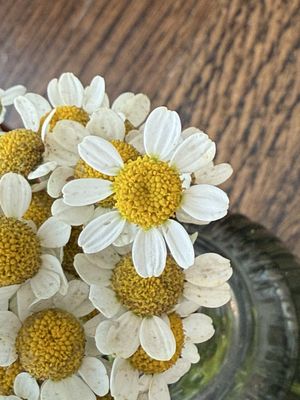 Margie's Italian Gardens by null