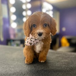 Tangled Tails - Puppy's first groom at Tangled Tails, Altoona