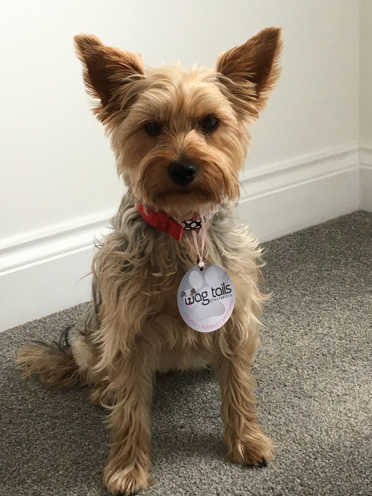 WAGTAILS OF THE WOLDS 26 Photos 66 Manorfield Road, Driffield, East