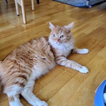LoveCats Cat Sitting - Pet Sitting Near Me