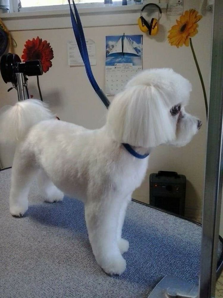 DOG GROOMING BY CHERIE Updated August 2024 Parksville, British