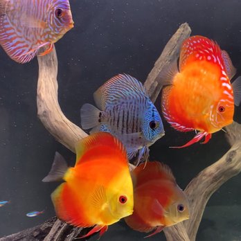 Jack Wattley Discus - Pet Stores Near Me - Miami, Florida