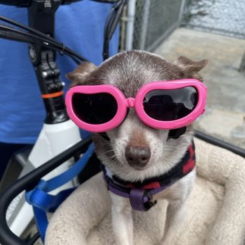 Puff enjoys every ride!