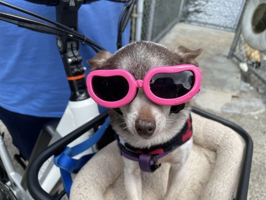 Photo of Burke-Gilman Trail - Seattle, WA, US. Puff enjoys every ride!