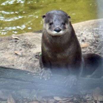 Tallahassee Museum - Museums Near Me - Tallahassee, Florida