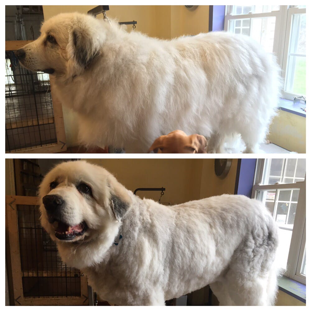 THE ANIMAL INN Updated August 2024 12 Photos 831 Newville Rd