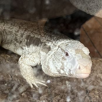 Freddy’s Reptiles - Freddy's Reptiles 1729 East Charleston Blvd. Suite E 1/12/2024 - Reptile Shops Near Me - Las Vegas, Nevada