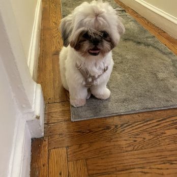 Le Pitou Boutique - AFTER 2nd haircut - Pet Groomers Near Me - Forest Hills, New York Le Pitou Boutique - AFTER 2nd haircut - Pet Groomers Near Me - Forest Hills, New York