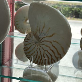 She Sells Sea Shells - Flowers & Gifts Near Me - Sanibel, Florida She Sells Sea Shells - Flowers & Gifts Near Me - Sanibel, Florida