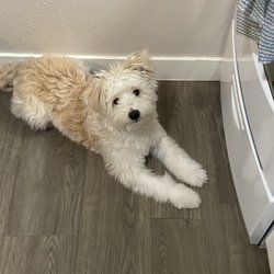 Pawsitively Pooched - This was right before