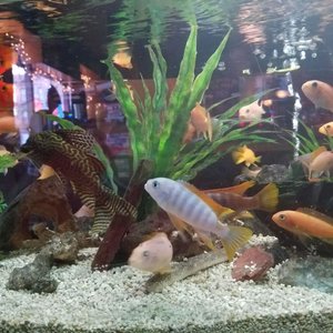 Photo of Dive 75 - New York, NY, United States. Fish