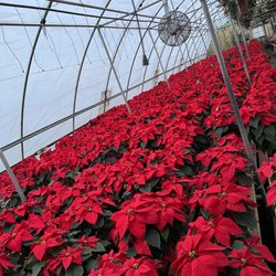 Bella Flowers & Greenhouses