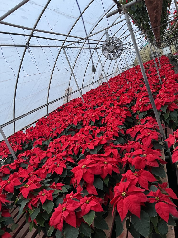 BELLA FLOWERS & GREENHOUSES Updated September 2024 42 Photos & 16