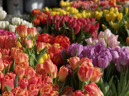 Temescal Farmer's Market by null