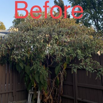 Mendoza's Tree Services - before and after - Tree Services Near Me - Hacienda Heights, California Mendoza's Tree Services - before and after - Tree Services Near Me - Hacienda Heights, California